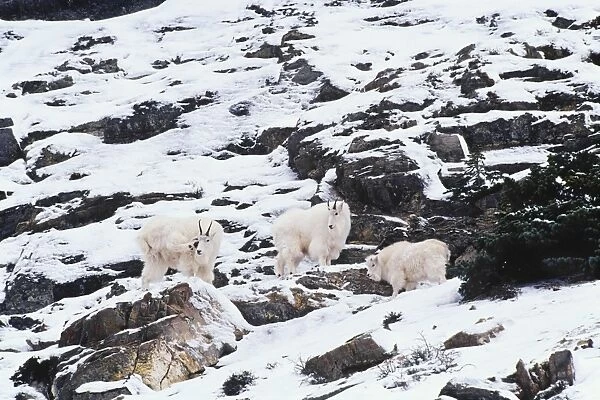 Rocky Mountain Goats - on rocky cliffs in winter. Northern Rockies. MG459