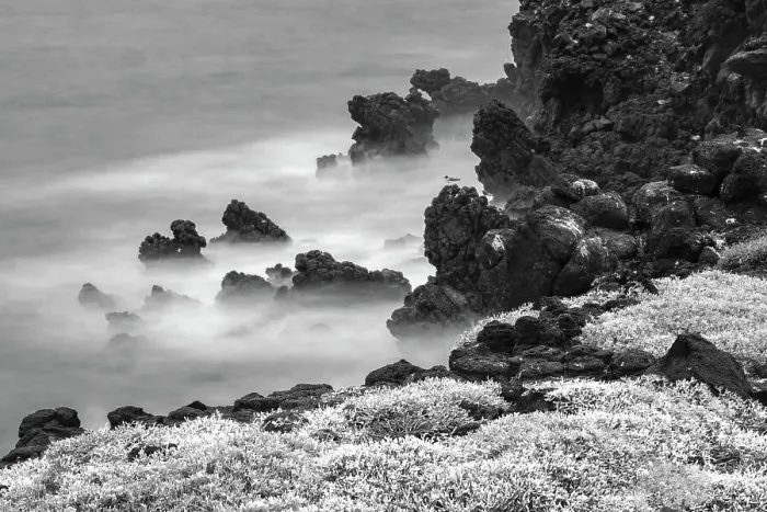 Framed Print : Rocky shoreline covered in Sesuvium, South Plaza Island, Galapagos Islands, Ecuador. Date: 28-07-2021 Framed Print : Rocky shoreline covered in Sesuvium, South Plaza Island, Galapagos Islands, Ecuador. Date: 28-07-2021