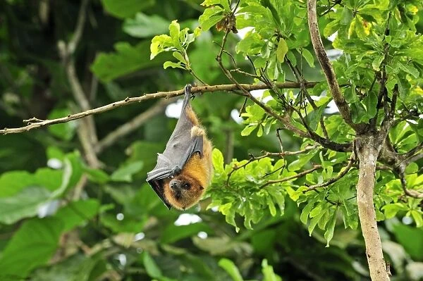Rodrigues Flying Fox  /  Rodrigues Fruit Bat - hanging upside down from branch - Rodrigues island - near Madagascar