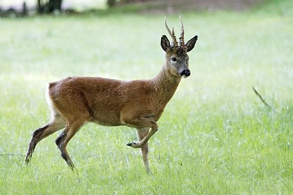 Roe Buck - animal on meadow, alert, Lower Saxony, Germany