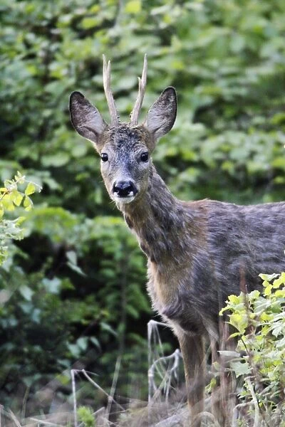 Roe Buck Deer - coat turning red in spring, Lower Saxony, Germany