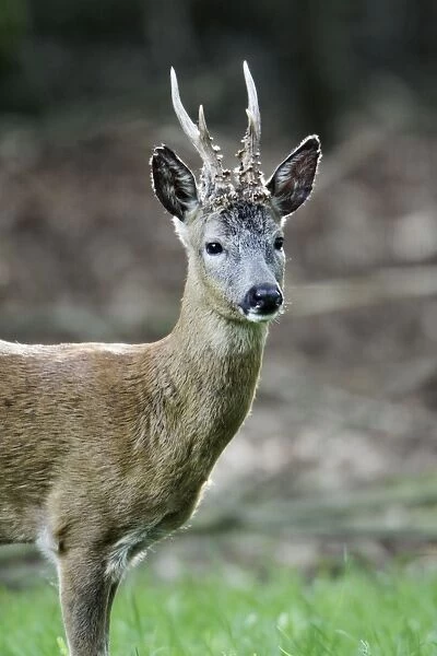 Roe Buck Deer - Lower Saxony, Germany