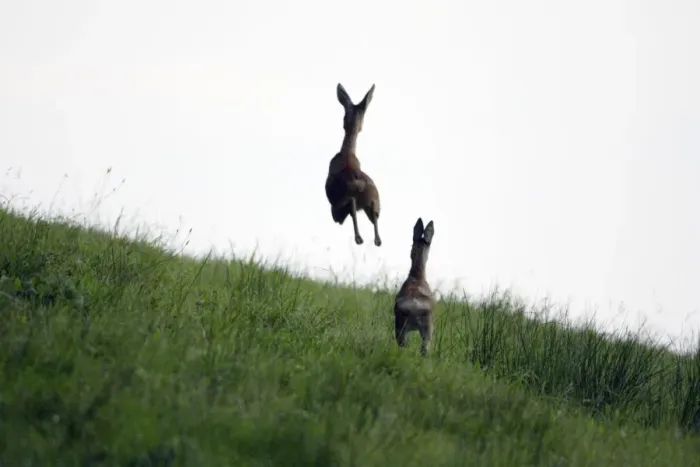 Framed Print : Roe Deer - 2 animals in flight from danger, Lower Saxony, Germany Framed Print : Roe Deer - 2 animals in flight from danger, Lower Saxony, Germany