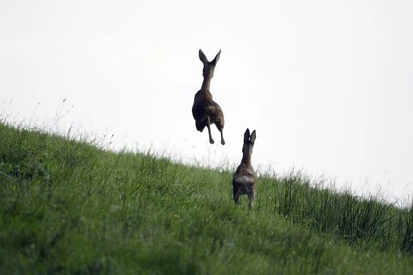 Roe Deer - 2 animals in flight from danger, Lower Saxony, Germany