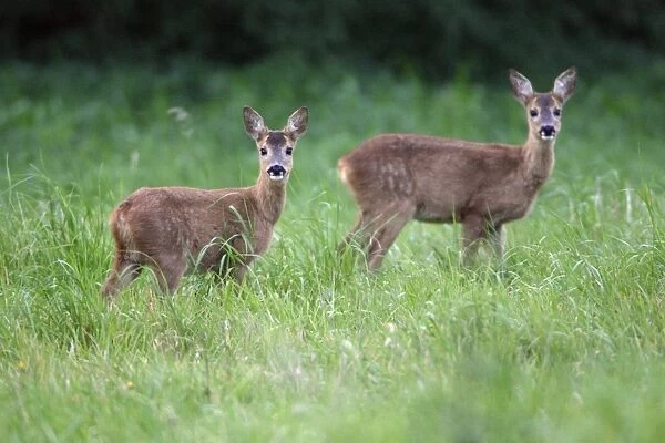 Roe Deer-2 fawns on meadow, alert Lower Saxony, Germany