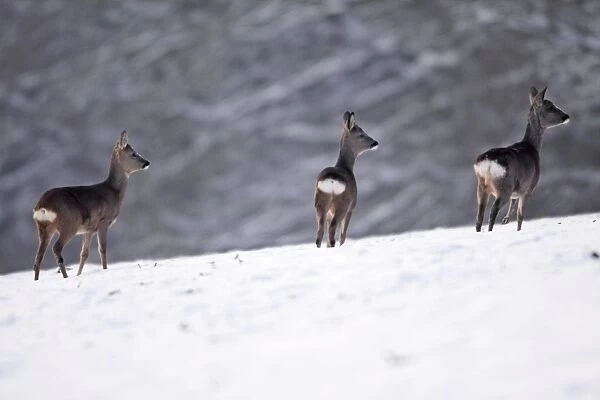 Roe Deer - 3 on snow covered field, winter's evening, Lower Saxony, Germany