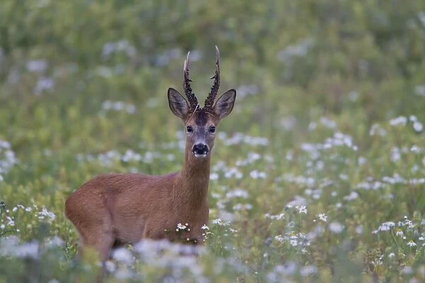 Roe Deer adult buck in summer