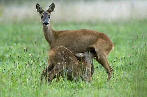 Roe deer Adult female suckling juvenile