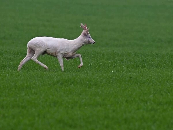 Roe Deer - albino running in grass - Germany