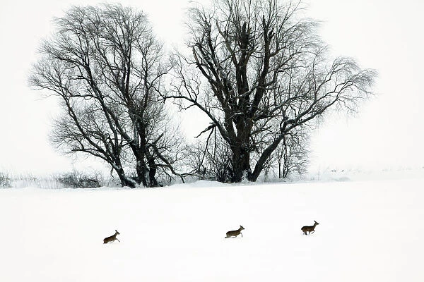 Roe Deer - three animals in flight in snow wilderness passing Willow Tree - Harz mountains - Lower Saxony - Germany