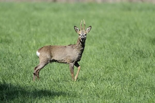 Roe Deer - buck alert on meadow - Lower Saxony - Germany