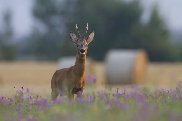 Roe Deer - buck in august - Germany