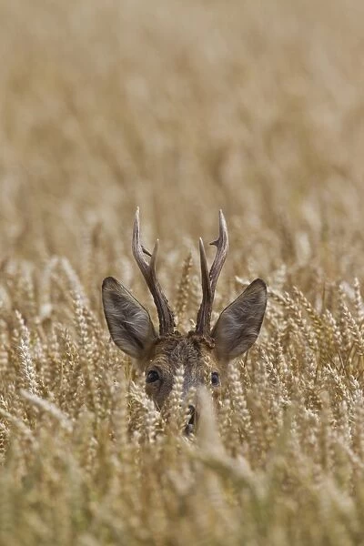 Roe Deer - buck in corn field - Germany