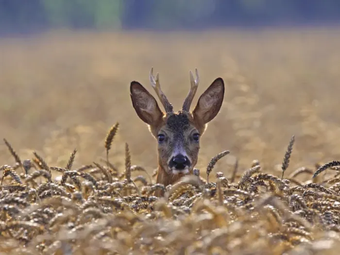 Framed Print : Roe Deer - buck in corn field - Germany Framed Print : Roe Deer - buck in corn field - Germany