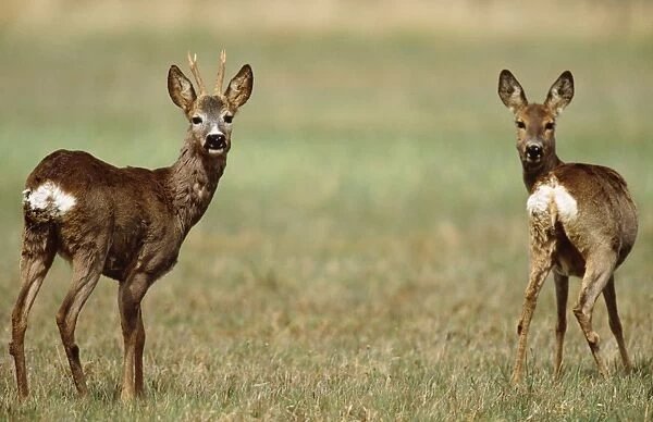 Roe Deer - Buck & Doe alert