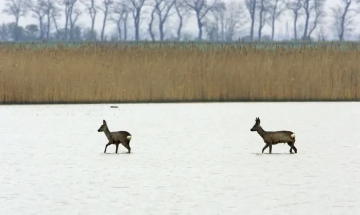 Framed Print : Roe Deer- buck and doe wading through lake, Neusiedler See NP, Austria Framed Print : Roe Deer- buck and doe wading through lake, Neusiedler See NP, Austria