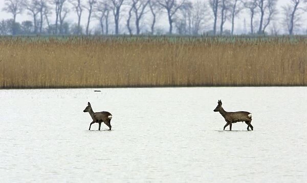 Roe Deer- buck and doe wading through lake, Neusiedler See NP, Austria