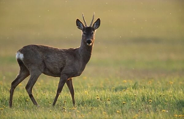 Roe Deer - buck in evening light