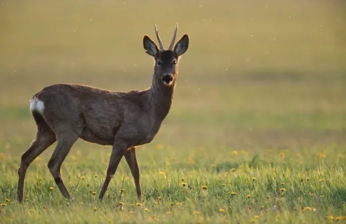 Framed Print : Roe Deer - buck in evening light Framed Print : Roe Deer - buck in evening light
