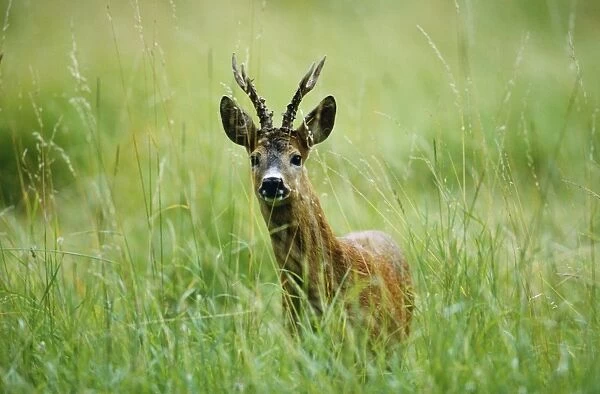 Roe Deer - buck Germany
