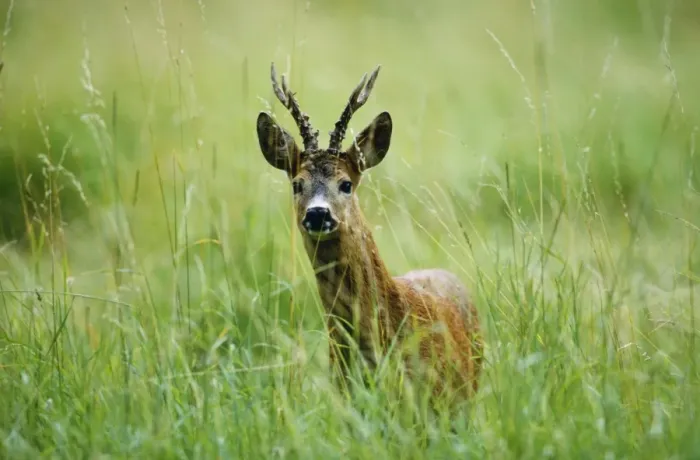 Framed Print : Roe Deer - buck Germany Framed Print : Roe Deer - buck Germany