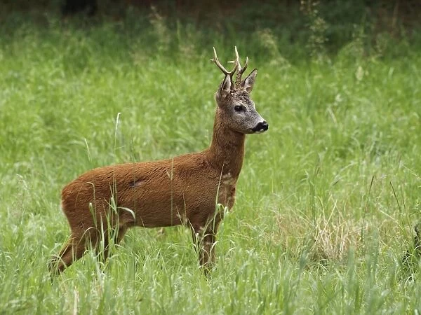 roe deer - buck. Germany