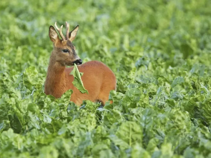 Framed Print : roe deer buck, Germany Framed Print : roe deer buck, Germany