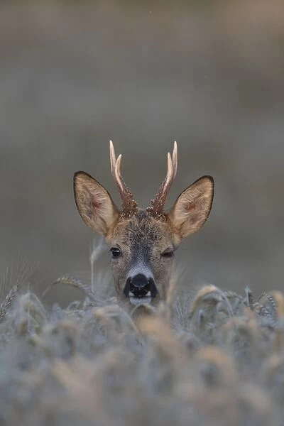 Roe Deer - buck in grainfield - Sweden