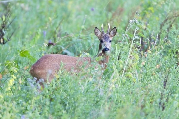 Roe Deer Buck - amongst high vegetation on planted up fallow land - Lower Saxony - Germany