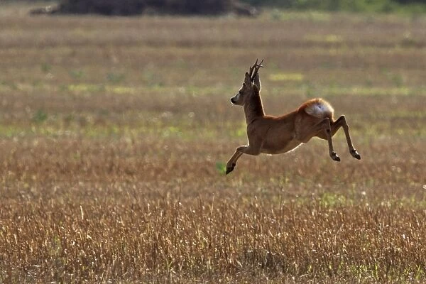 roe deer buck jumping, Germany