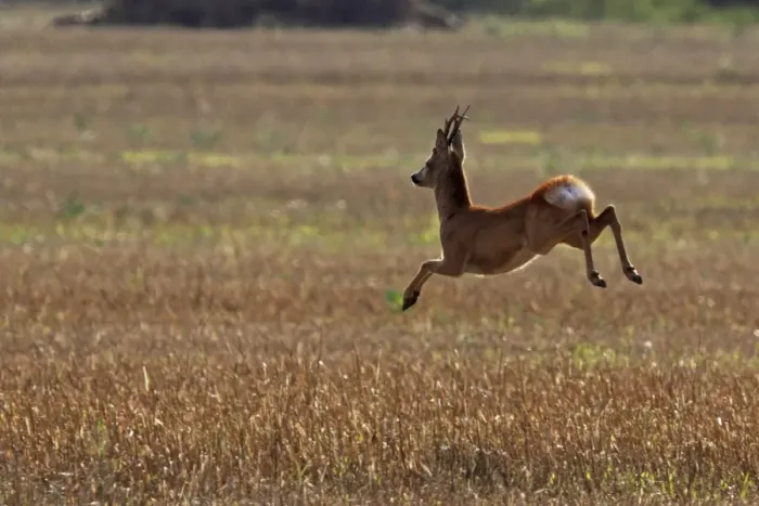 Framed Print : roe deer buck jumping, Germany Framed Print : roe deer buck jumping, Germany