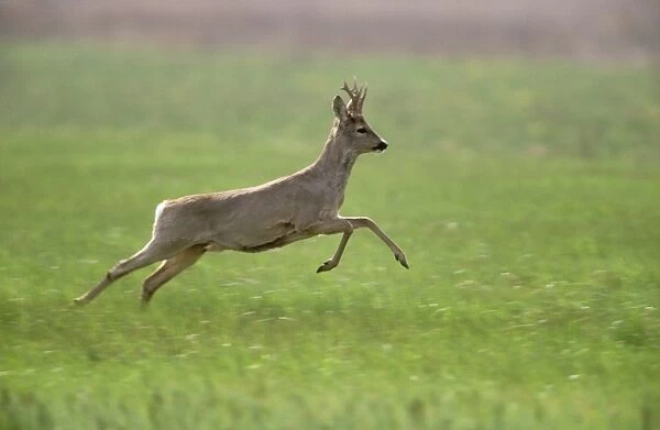 Roe Deer Buck leaping in flight from danger