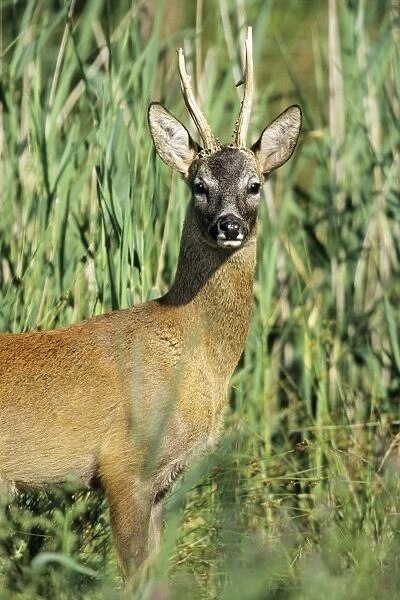 Roe Deer - buck looking alert Hessen, Germany