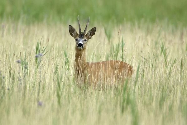 Roe Deer - Buck in marshland Neusiedler See, Austria