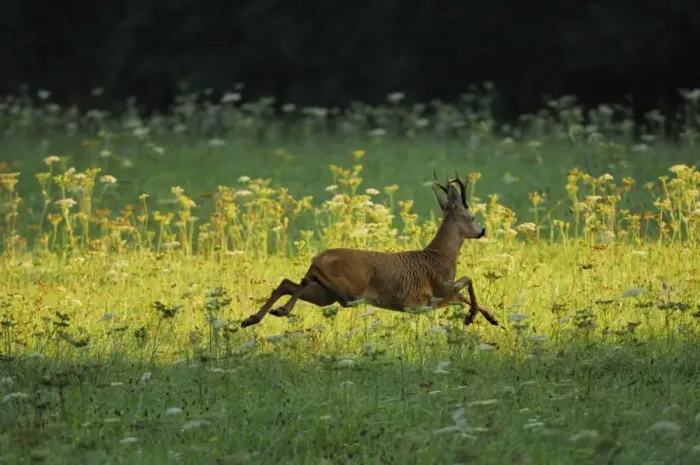 Framed Print : Roe Deer - buck running in meadow - summer - Germany Framed Print : Roe Deer - buck running in meadow - summer - Germany