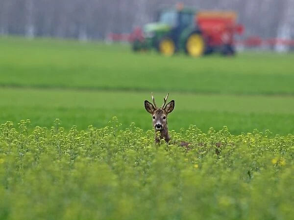 Roe Deer - buck at spring time - Austria