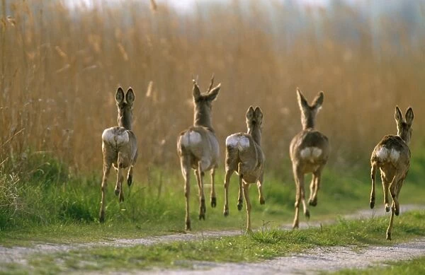 Roe Deer - bucks & does in flight of danger