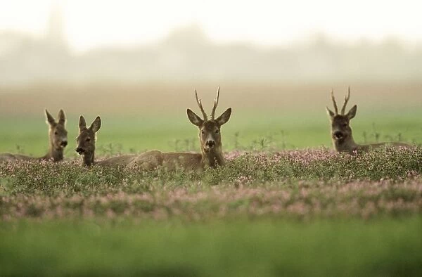 Roe Deer - Bucks & Does resting in Lavender crop
