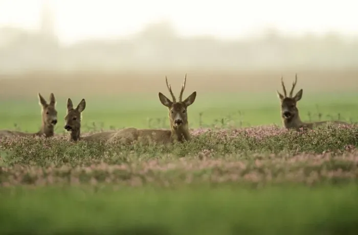 Framed Print : Roe Deer - Bucks & Does resting in Lavender crop Framed Print : Roe Deer - Bucks & Does resting in Lavender crop
