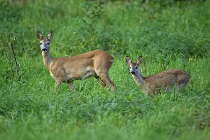 Framed Print : Roe Deer - doe with fawn, on alert, Lower Saxony, Germany Framed Print : Roe Deer - doe with fawn, on alert, Lower Saxony, Germany