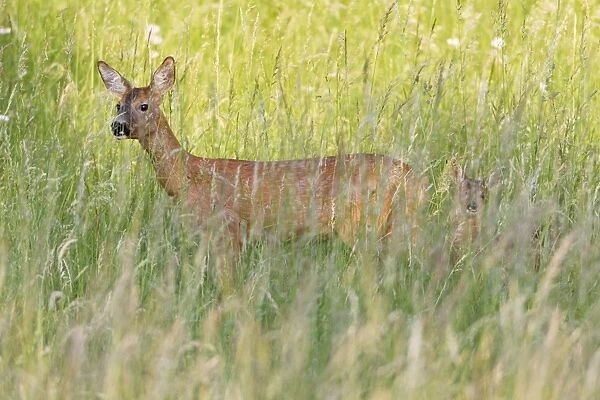 Roe Deer - doe with fawn in grass wilderness - Lower Saxony - Germany