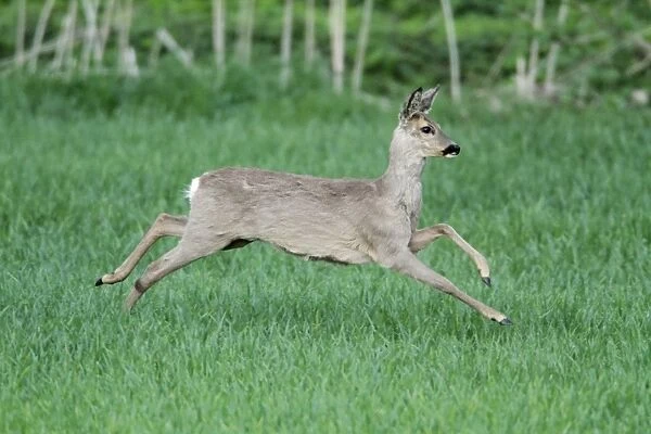 Roe Deer - doe in flight - Lower Saxony - Germany