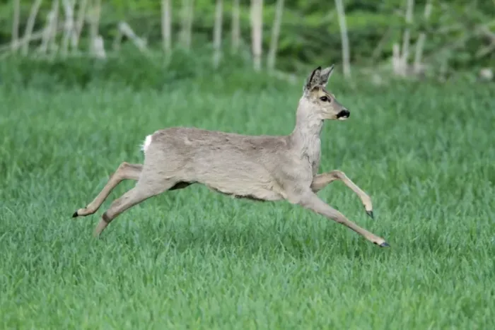 Framed Print : Roe Deer - doe in flight - Lower Saxony - Germany Framed Print : Roe Deer - doe in flight - Lower Saxony - Germany