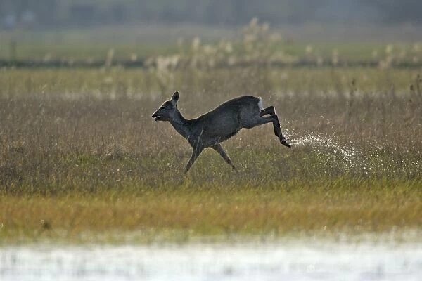 Roe Deer- doe running through marshland, Neusiedler See NP, Austria