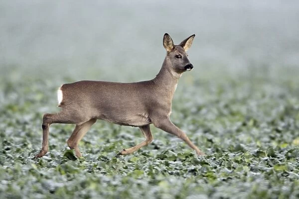 Roe Deer - doe trotting across oil-seed rape crop - Germany