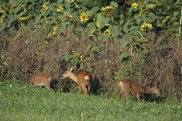 Roe Deer - doe with twins feeding on sunflower crop, Lower Saxony, Germany