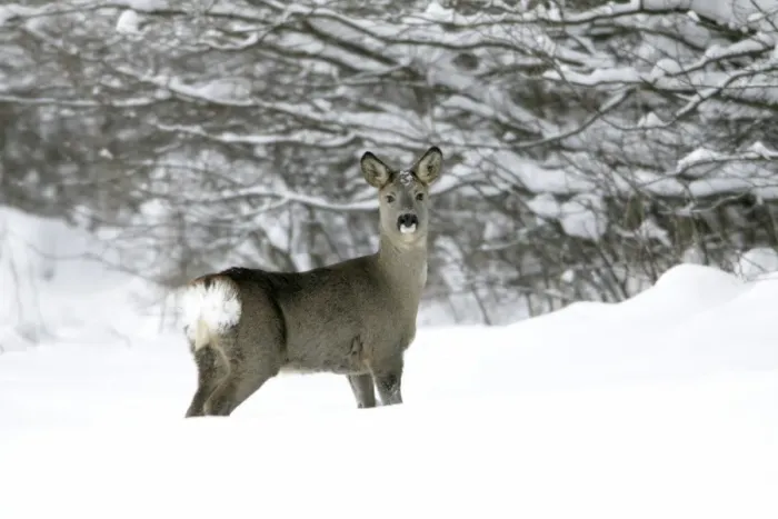 Framed Print : Roe Deer - doe walking across snow covered field - Harz mountains - Lower Saxony - Germany Framed Print : Roe Deer - doe walking across snow covered field - Harz mountains - Lower Saxony - Germany