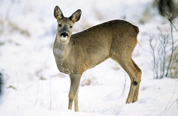 Roe Deer Doe in winter