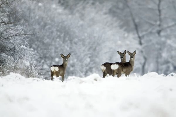 Roe Deer - doe with two yearling fawns alert on snow covered field - Harz mountains - Lower Saxony - Germany
