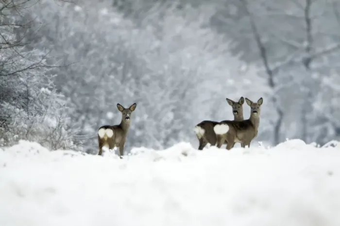 Framed Print : Roe Deer - doe with two yearling fawns alert on snow covered field - Harz mountains - Lower Saxony - Germany Framed Print : Roe Deer - doe with two yearling fawns alert on snow covered field - Harz mountains - Lower Saxony - Germany